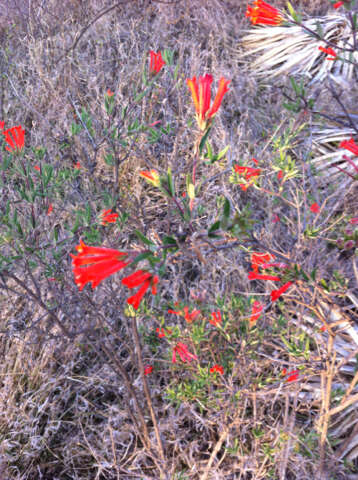 Imagem de Bouvardia tenuifolia Standl.