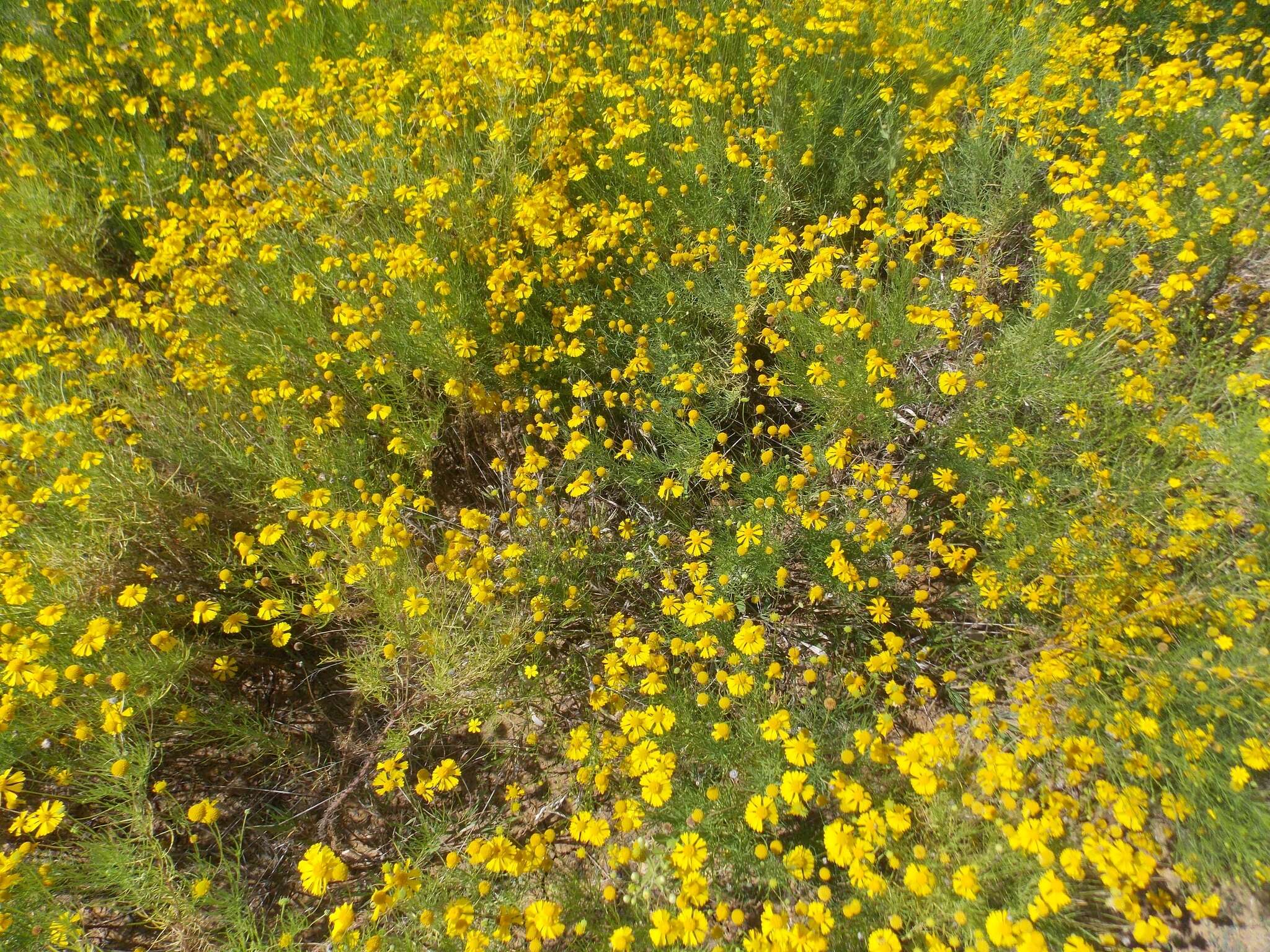 Image of Helenium amarum var. amarum