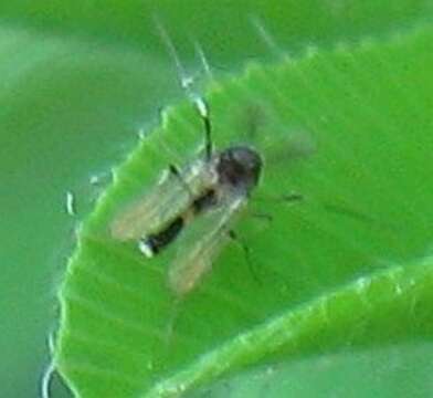 Image of Midge