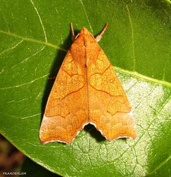 Image of Yellow Scallop Moth