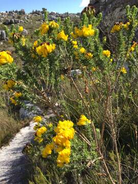 Image of Aspalathus capitata L.