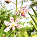 Image of Dipodium pictum (Lindl.) Rchb. fil.