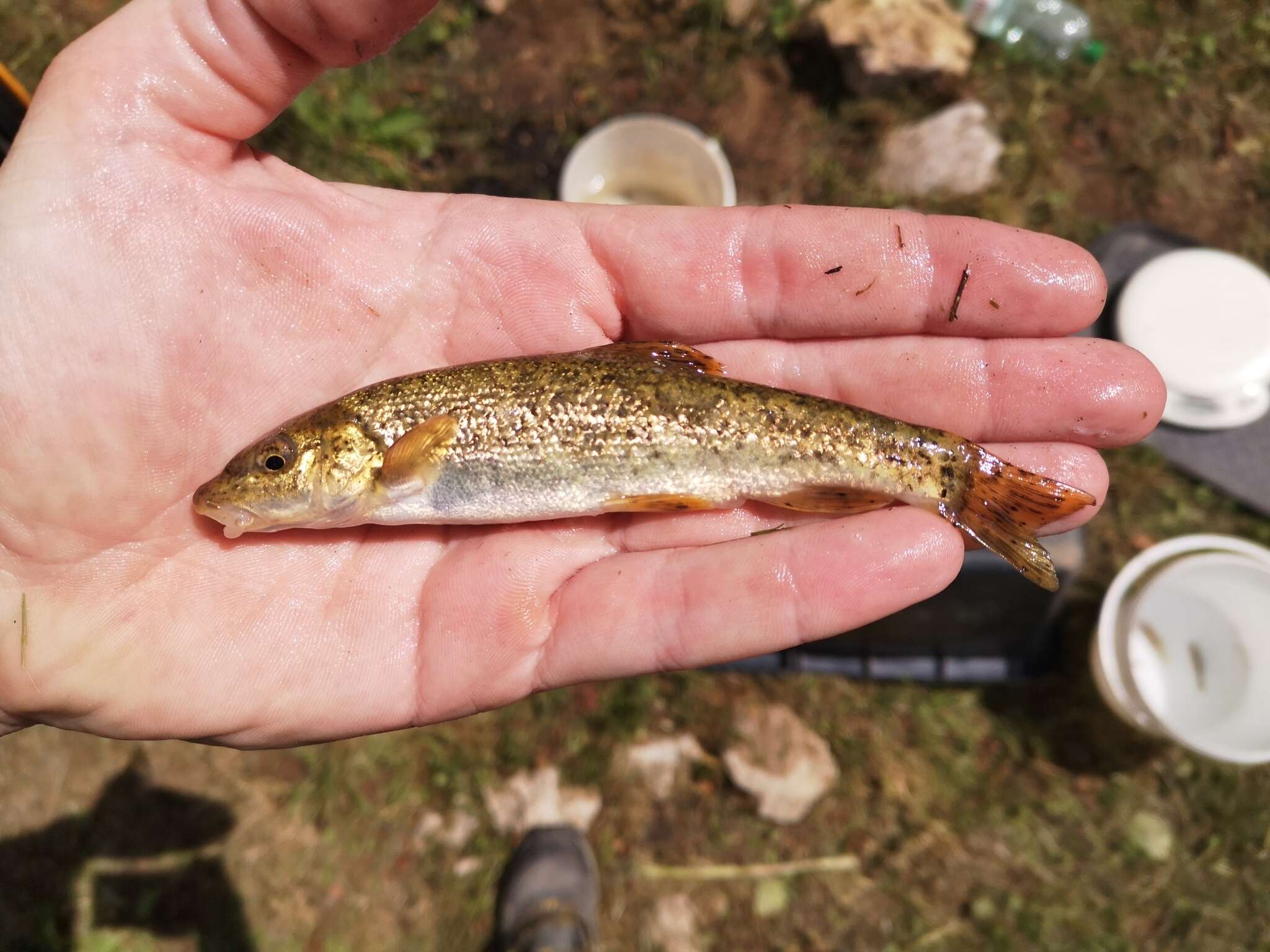 Image of Large-spot Barbel