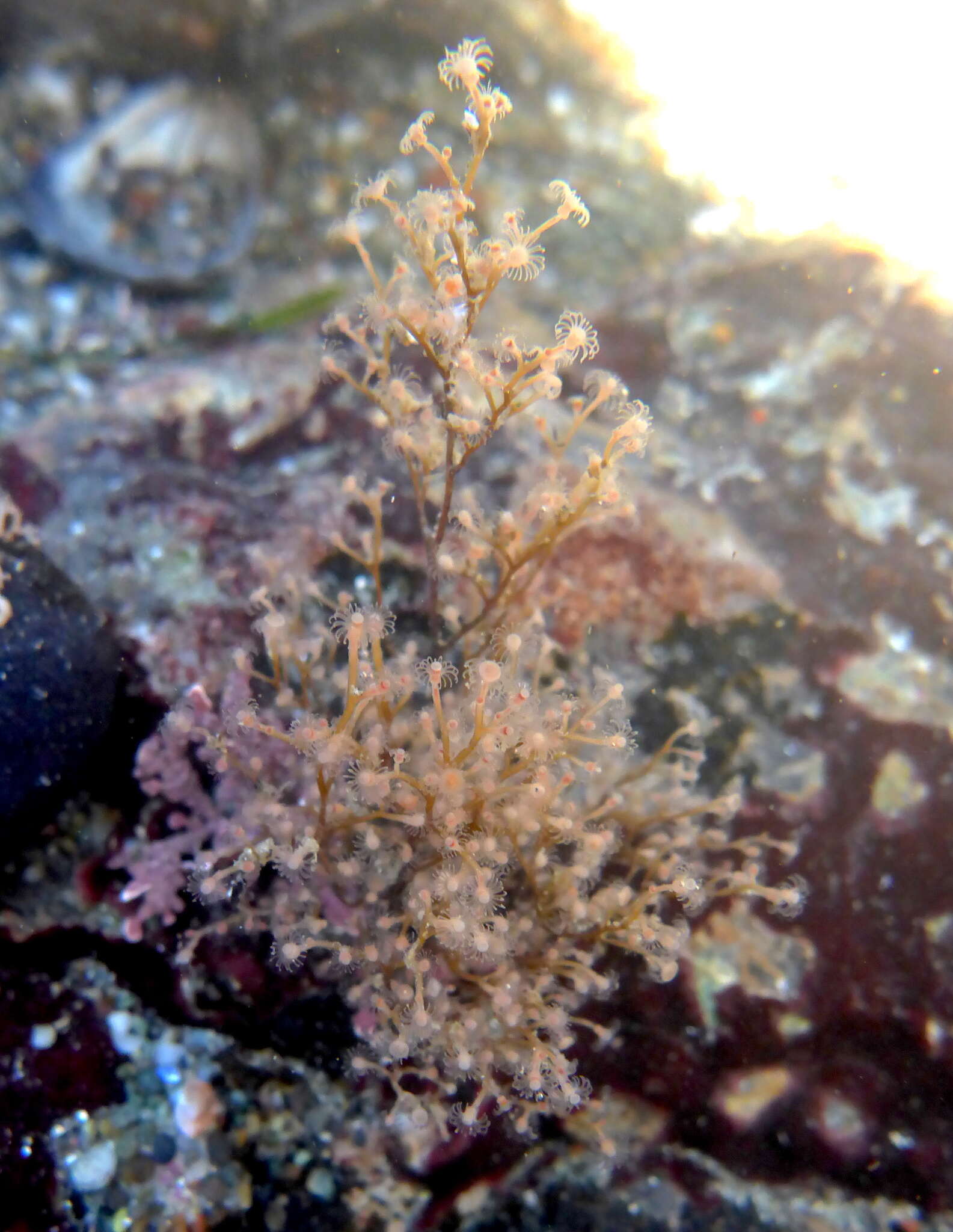 Eudendrium californicum Torrey 1902 resmi