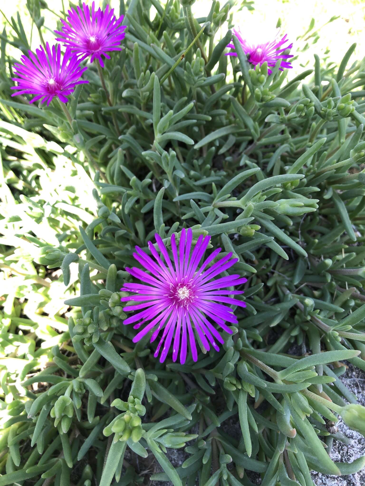 Imagem de Delosperma cooperi (Hook. fil.) L. Bol.