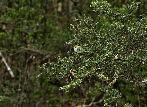 Image of Acanthisitta chloris chloris (Sparrman 1787)