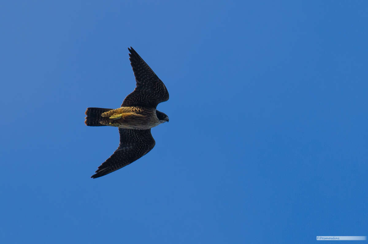 Image of Falco peregrinus nesiotes Mayr 1941