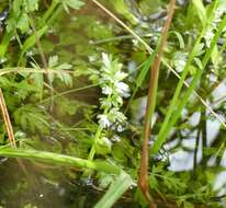 Oenanthe fistulosa L. resmi