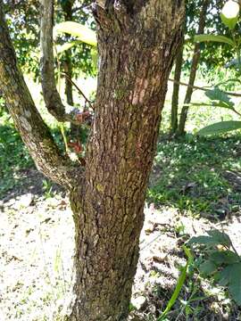 Слика од Vismia baccifera (L.) Triana & Planchon