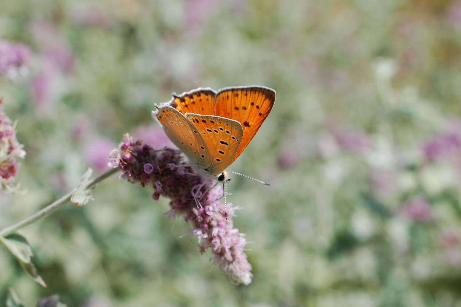 Image de Lycaena asabinus (Herrich-Schäffer (1851))