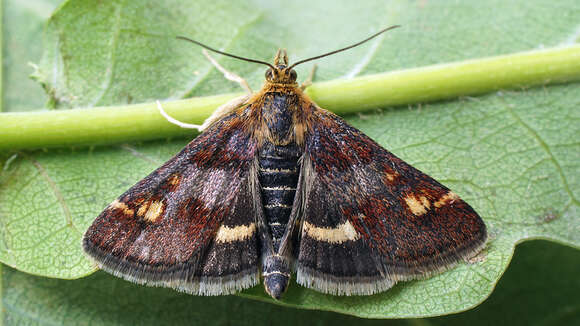 Image of Pyrausta porphyralis Schiffermüller 1775