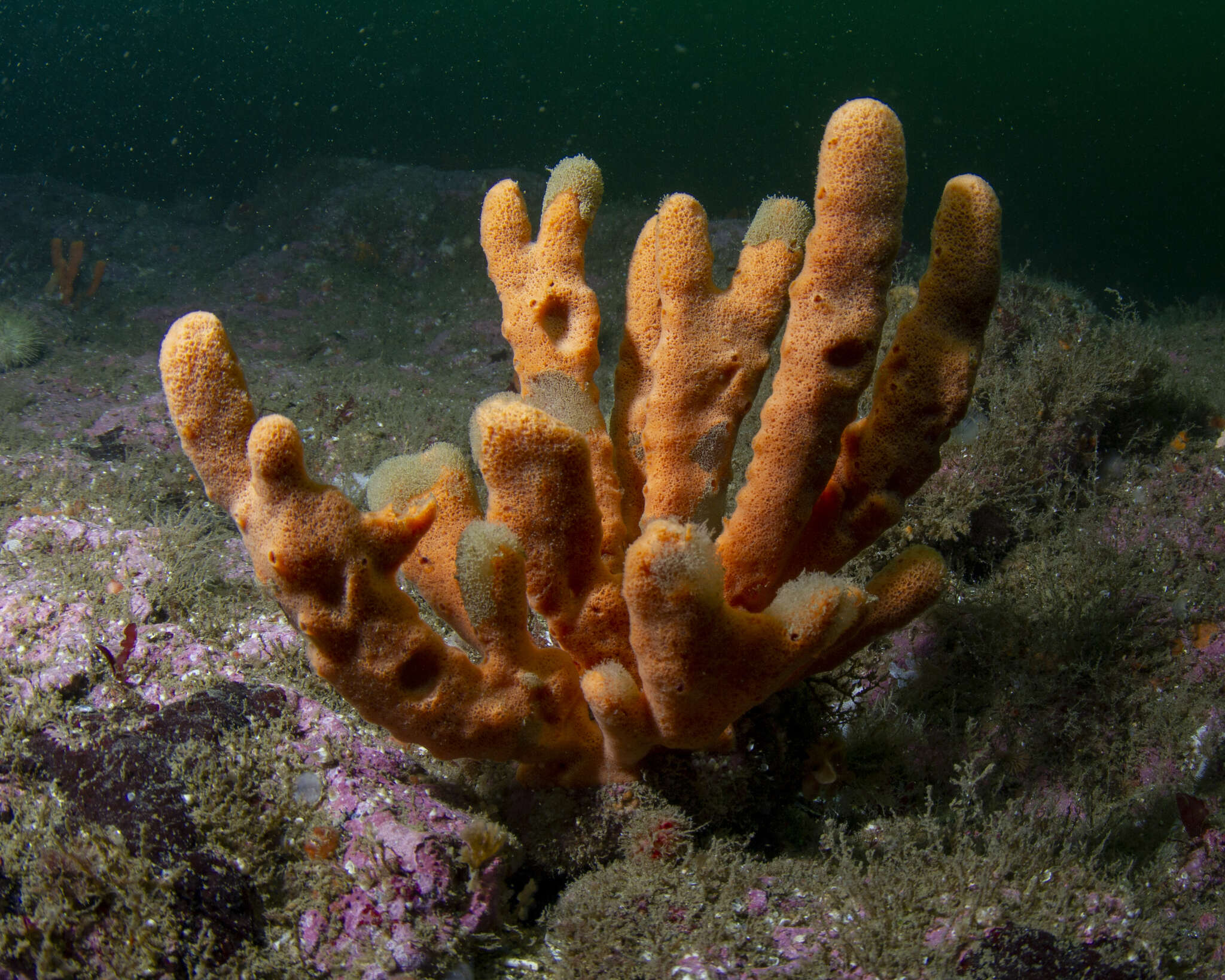 Image of common palmate sponge