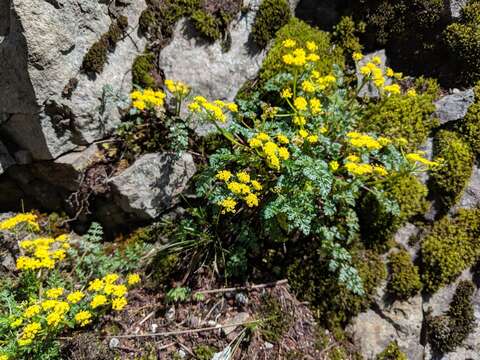 Lomatium hallii (S. Wats.) Coult. & Rose resmi