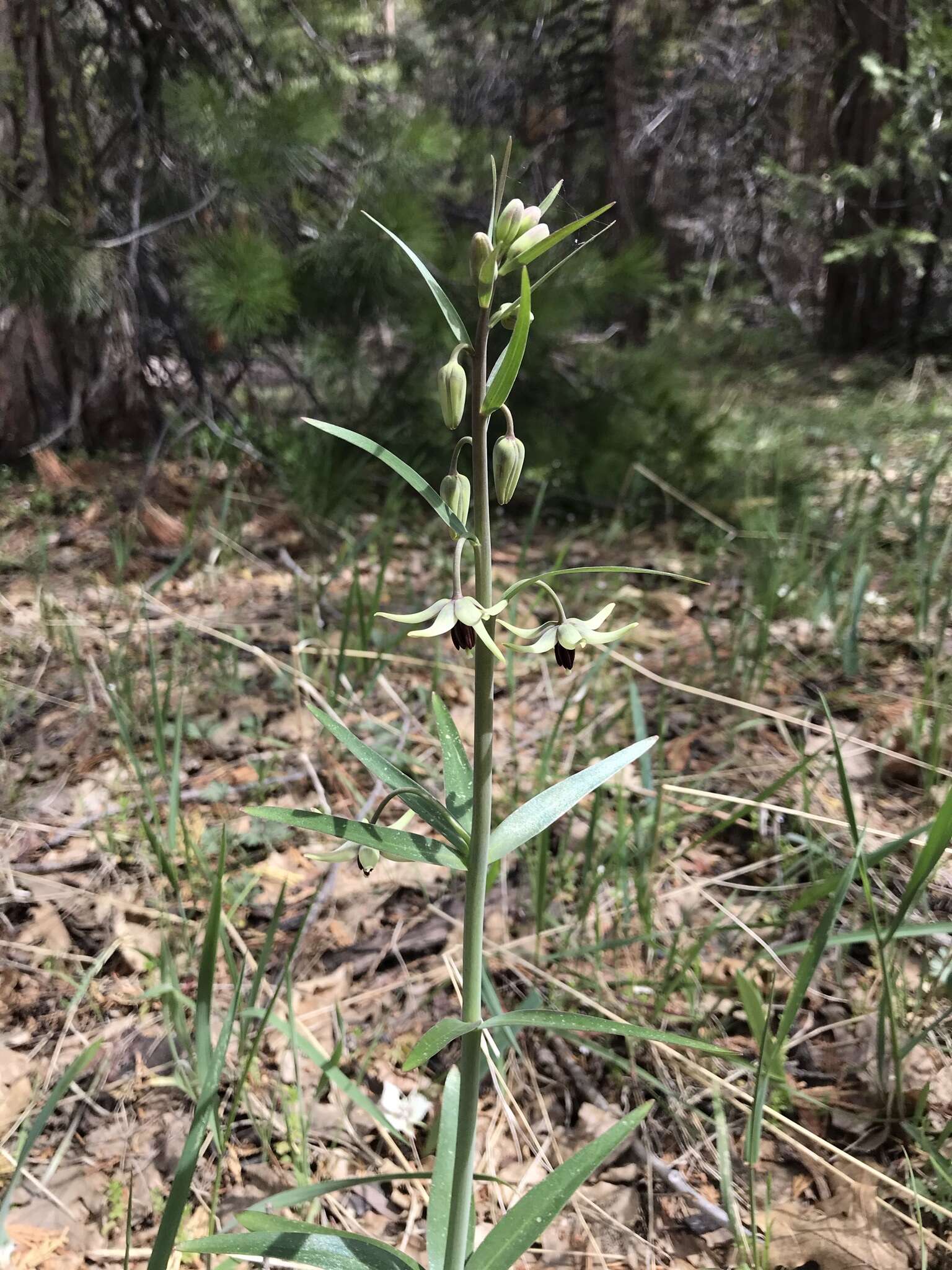 Fritillaria brandegeei Eastw. resmi