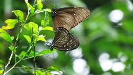 Image of Striped Blue Crow