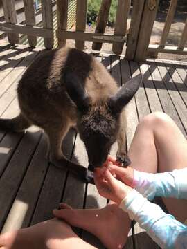 Image of Kangaroo Island Kangaroo