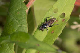 Image of Chalcosyrphus nemorum (Fabricius 1805)