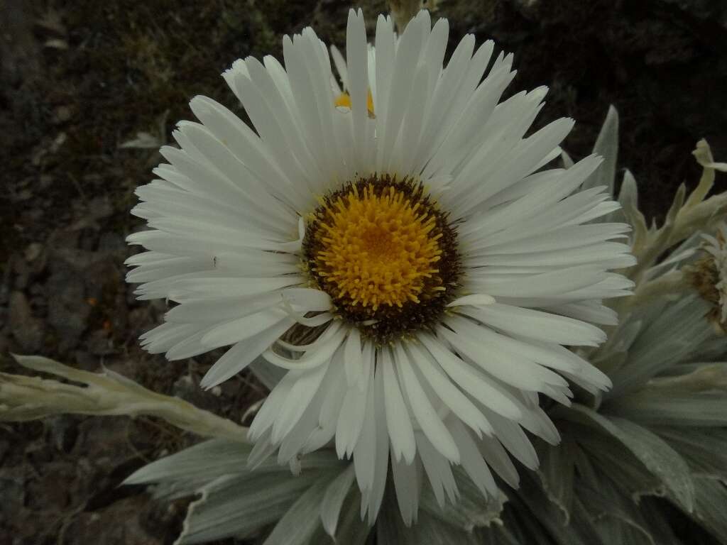 Sivun Celmisia semicordata subsp. stricta kuva