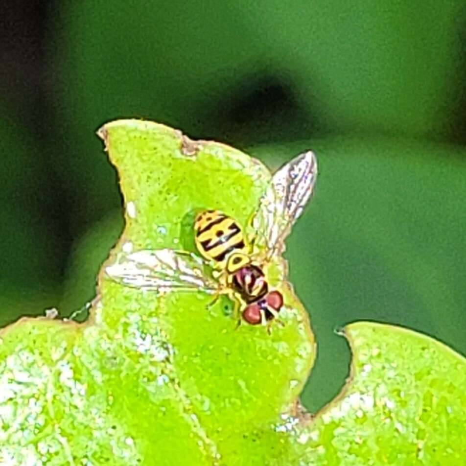 Image of Syrphid fly