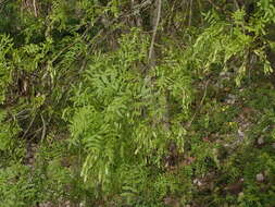 Image of Fraxinus angustifolia subsp. angustifolia