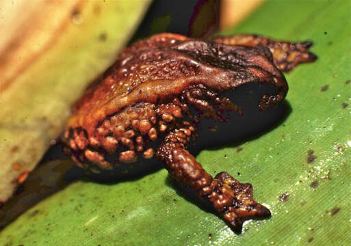 صورة Osornophryne puruanta Gluesenkamp & Guayasamin 2008