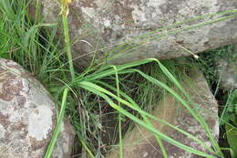 Image of Kniphofia laxiflora Kunth