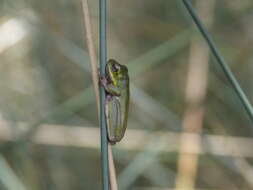 Image of Cooloola Sedgefrog