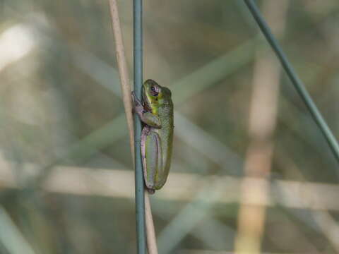 Imagem de Litoria cooloolensis Liem 1974