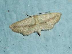 Image of Scopula emissaria Walker 1861