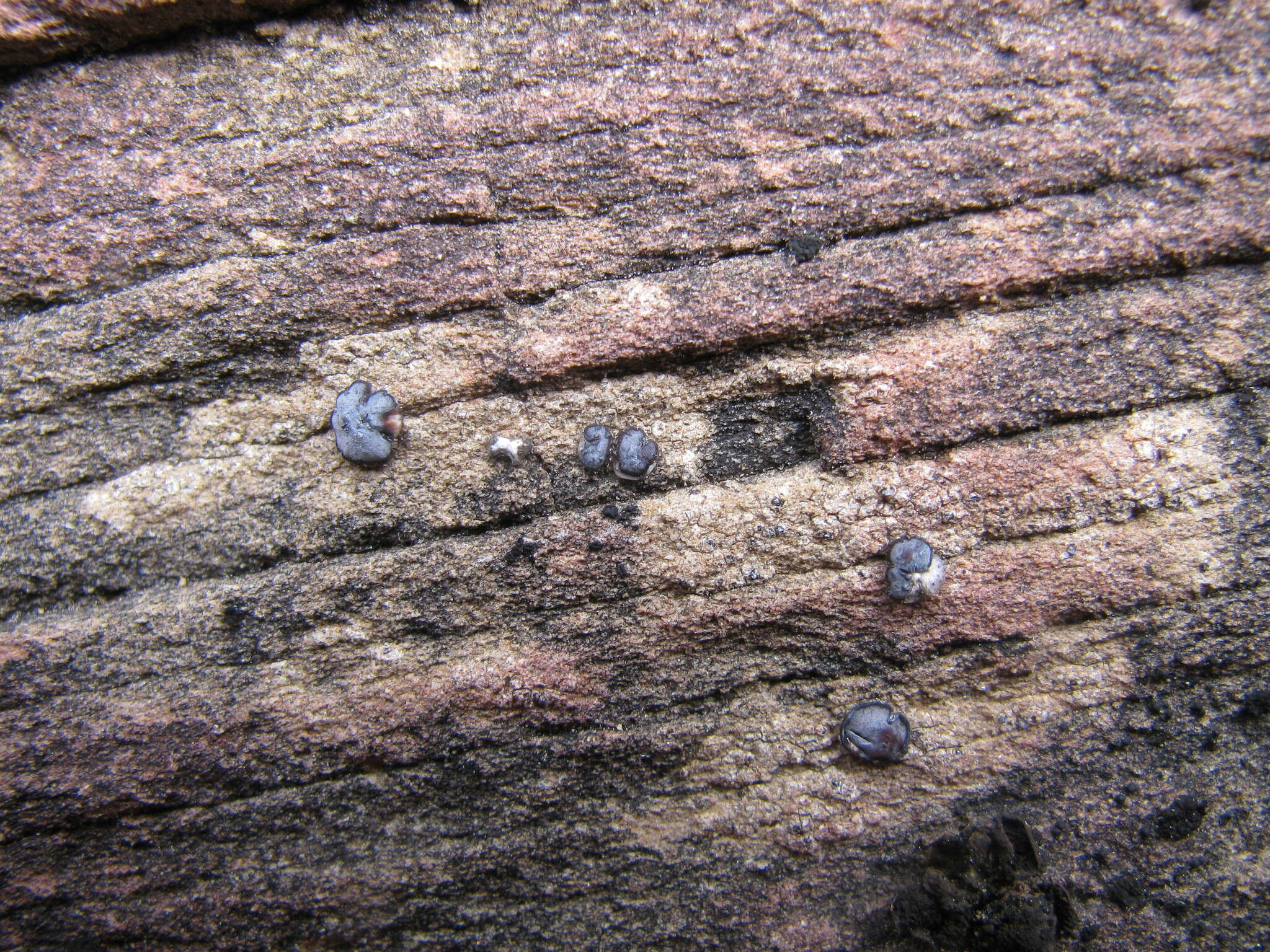 Image of cracked lichen