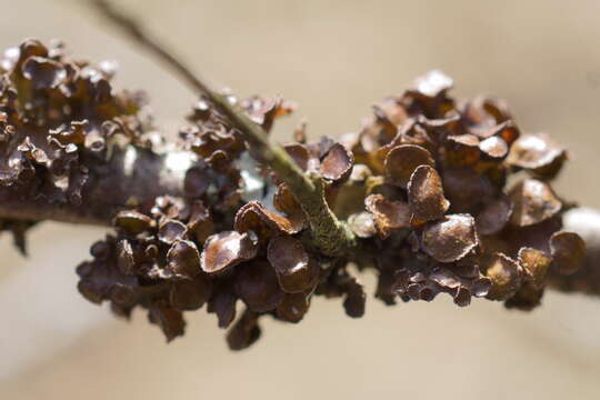 Image of Tuckermanopsis sepincola