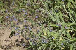 Image de Cynoglossum anchusoides Lindl.