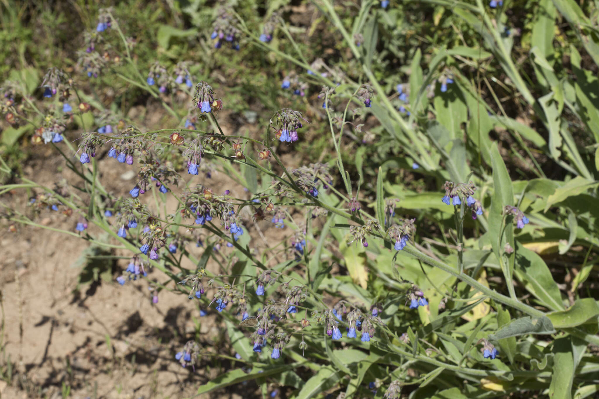 Image de Cynoglossum anchusoides Lindl.