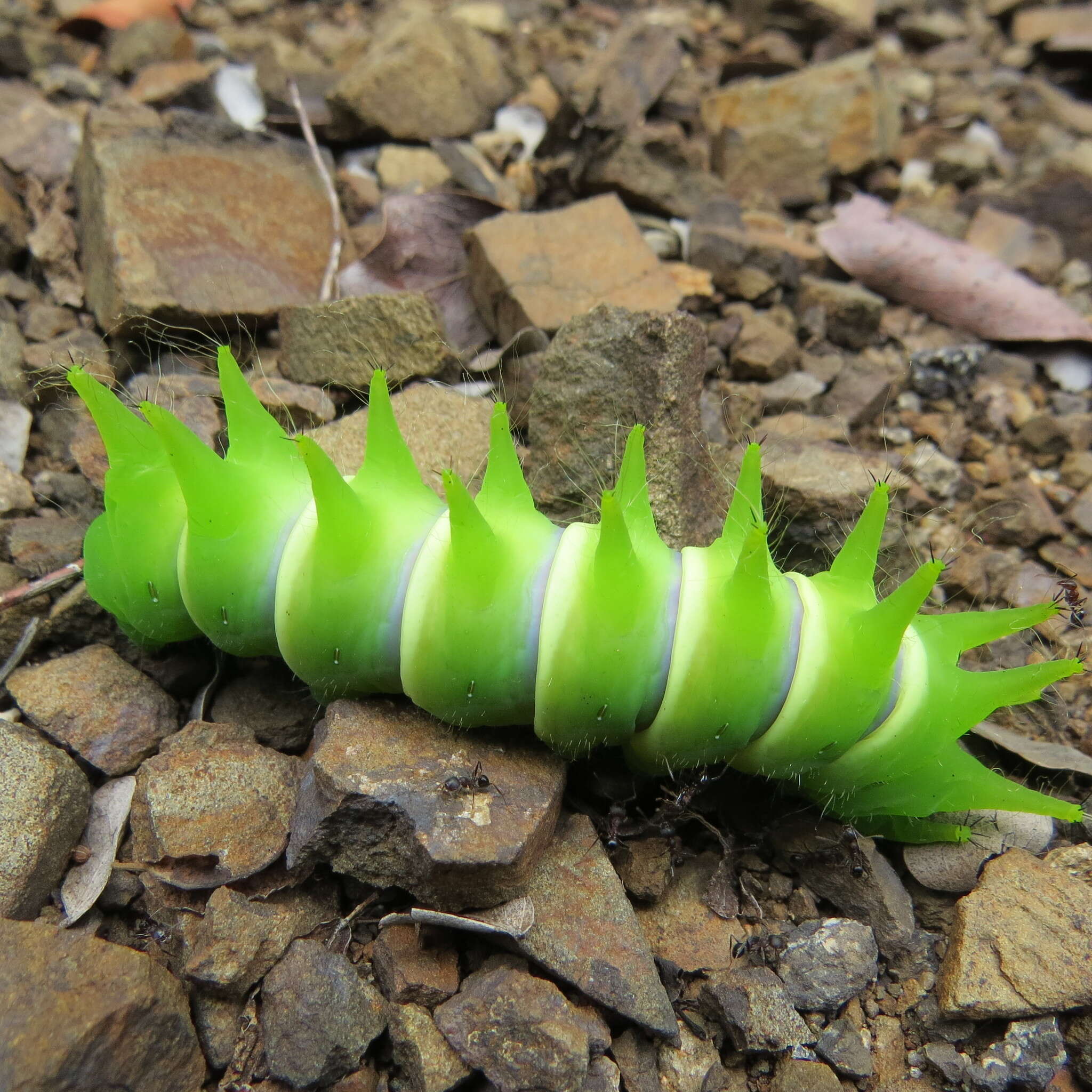 Image of African Luna moth