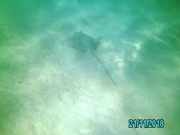 Image of Ningaloo Maskray