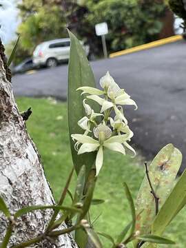 Image of Prosthechea fragrans (Sw.) W. E. Higgins