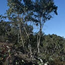 Image of Eucalyptus lockyeri subsp. exuta M. I. H. Brooker & D. A. Kleinig