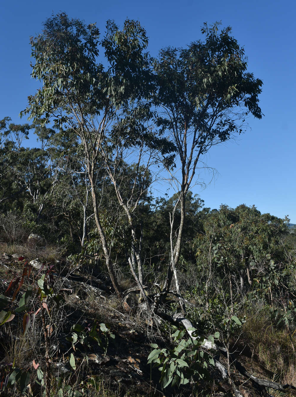 Image of Eucalyptus lockyeri subsp. exuta M. I. H. Brooker & D. A. Kleinig