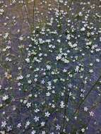 Image of Lobb's Water-Crowfoot