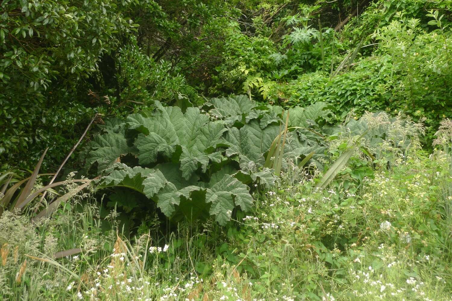 Image of Chilean gunnera