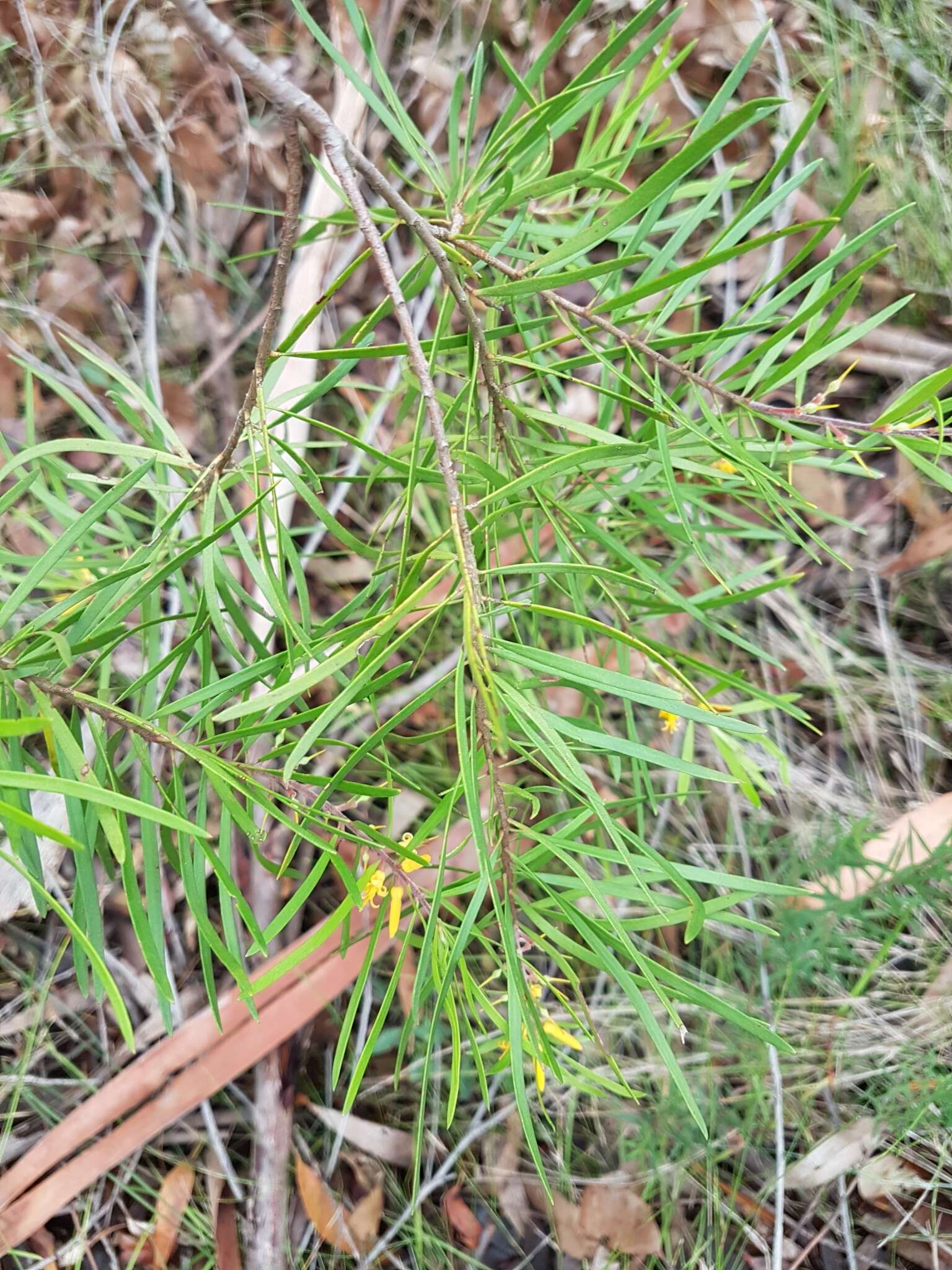 Plancia ëd Persoonia linearis Andr.