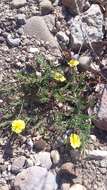 Image of sprawling needle sunrose