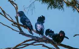 Image of Calyptorhynchus banksii escondidus Ewart, Joseph & Schodde 2020