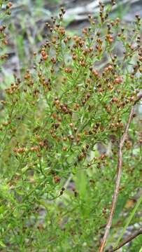 Image of Spreading Pinweed