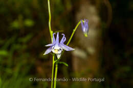 Aquilegia vulgaris subsp. dichroa (Freyn) L E. Diaz的圖片