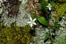 Image of Arenaria lycopodioides Willd. ex Schltdl.