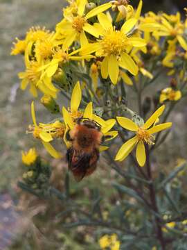 Image of Bombus rubicundus Smith 1854