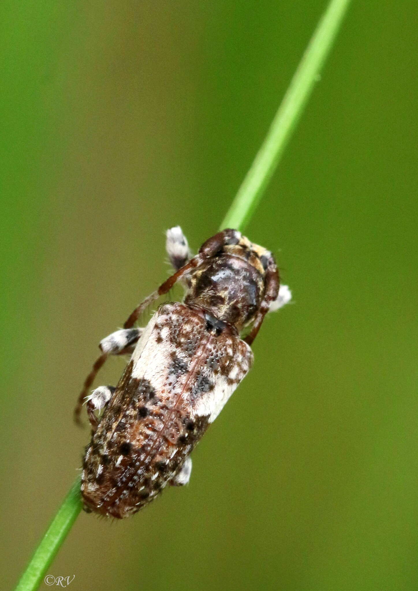 Image of Pogonocherus fasciculatus (Degeer 1775)