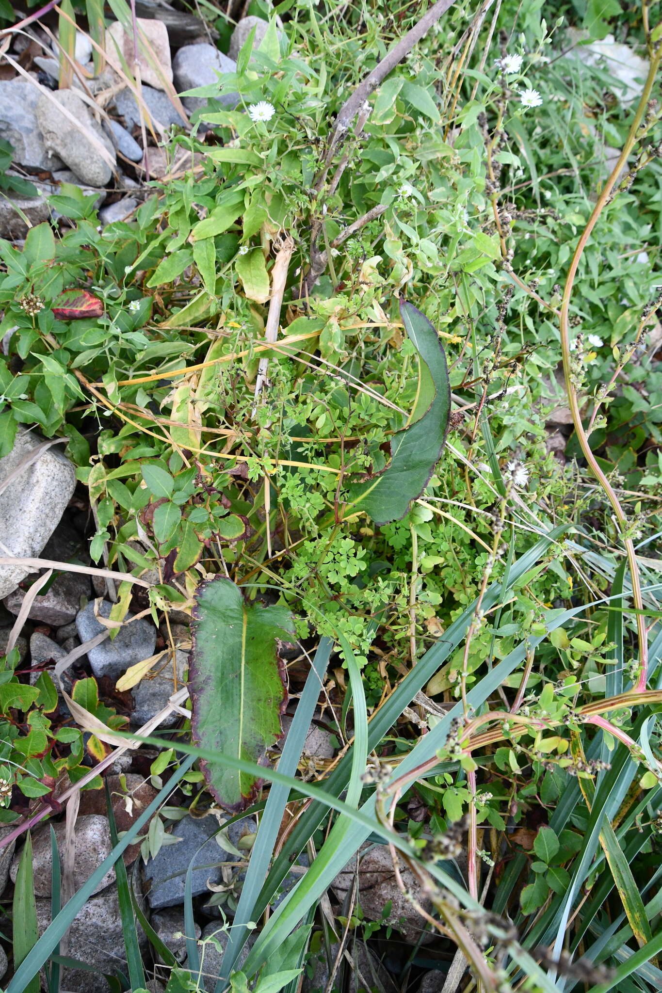 Image of Corydalis ochotensis Turcz.