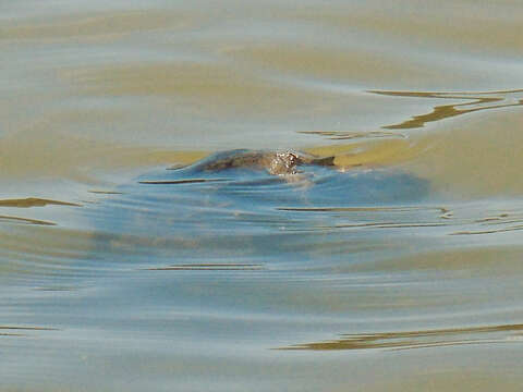 Image of Euphrates Softshell Turtle